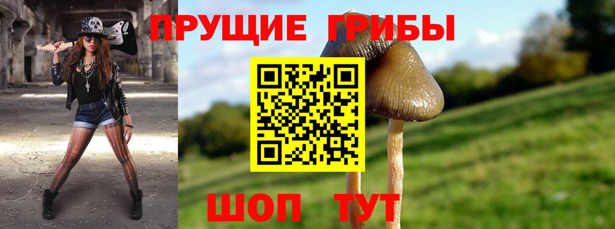 Среднеуральск  Псилоцибиновые грибы Psilocybine cubensis  Вход с VPN 